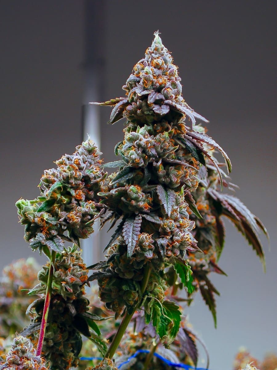 WEDDING CAKE X TK3000
