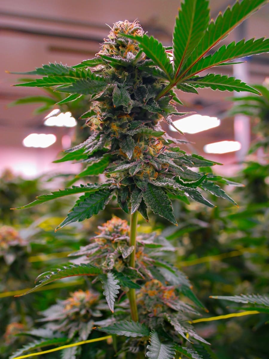 SUNSET SHERBERT